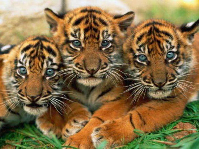 बच्चों के लिए बाघों के बारे में पहेलियों