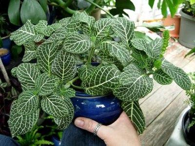 सजावटी पौधे फिटोनिया मिश्रण: घर की देखभाल