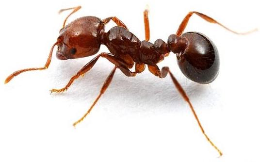 घरेलू चींटियों का विनाश