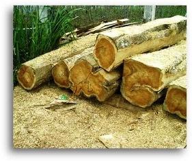 क्या लकड़ी का घनत्व निर्धारित करता है