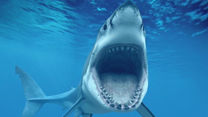 दुनिया में सबसे खतरनाक शार्क