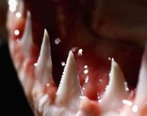 एक शार्क कितने दांत करता है? गिनती योग्य नहीं है
