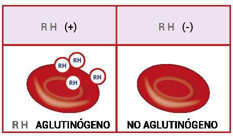 आरएच कारक के रक्त संचरण regimen